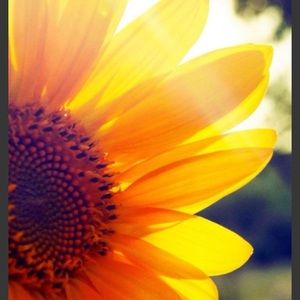 Meet your Posher, Suzanne